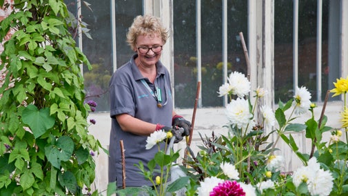 Watering the dahlias at the Shugborough Estate, Staffordshire